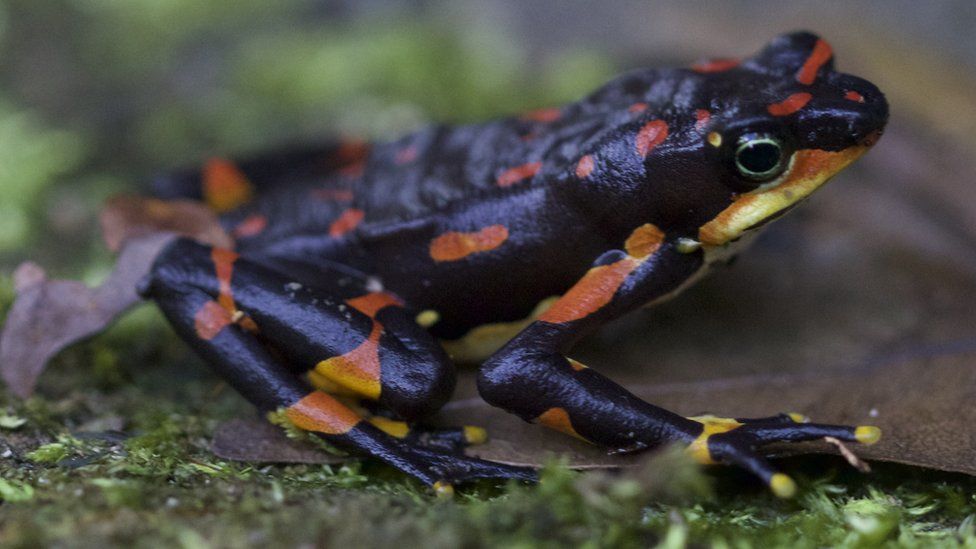 The harlequin frog of Costa Rica