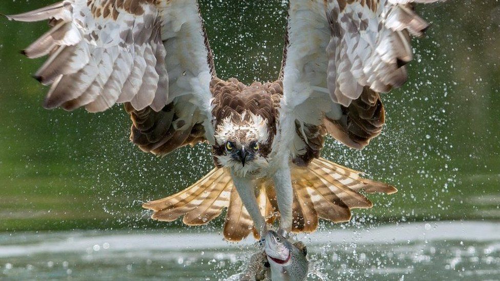 Osprey taking a trout from the water