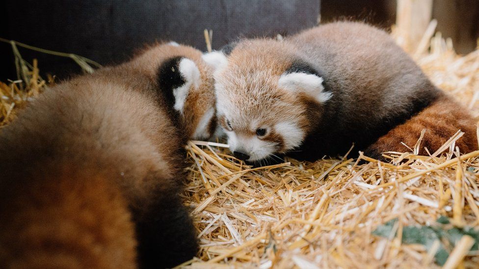 Longleat Safari Park red pandas