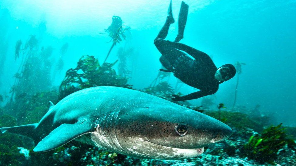 Diver with shark