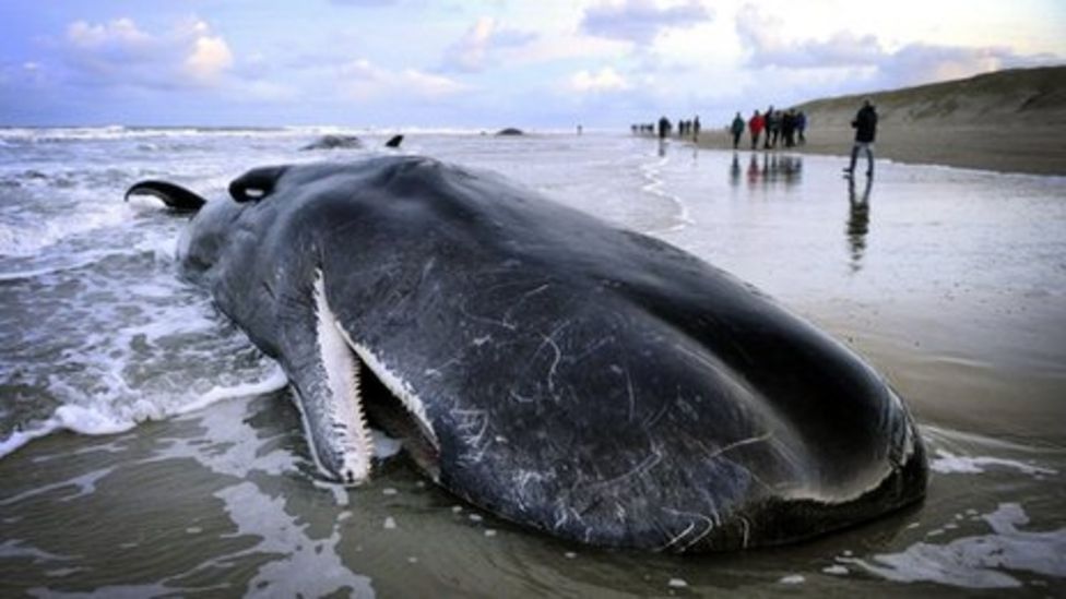 Narwhal escape: Whales freeze and flee when frightened - BBC News