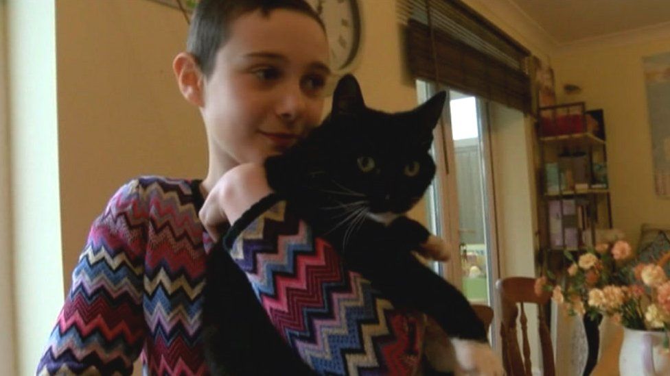 Cancernursing cat Genie named Cat of the Year BBC News