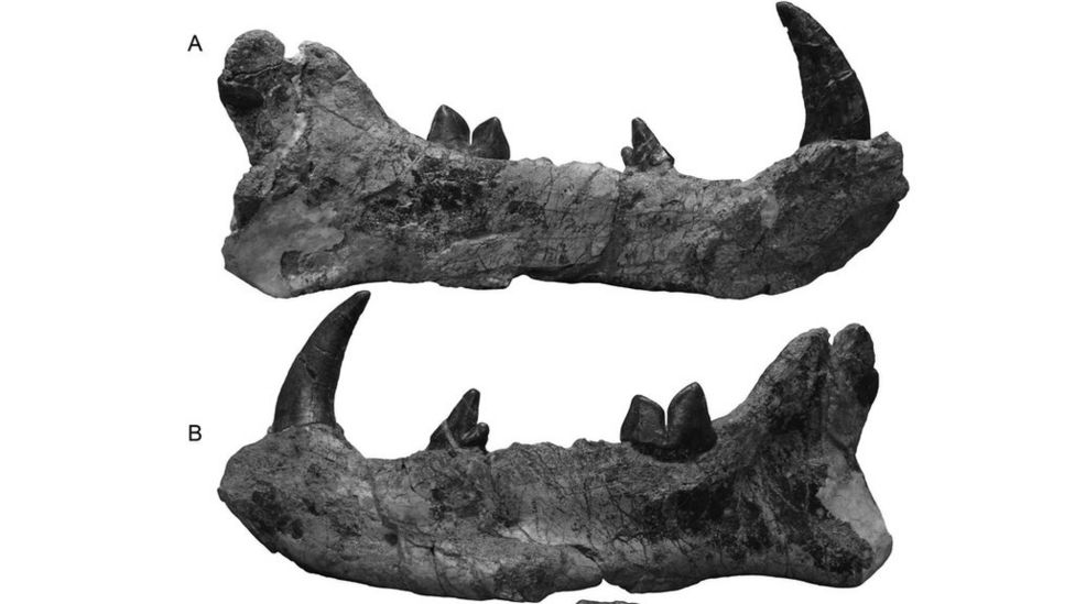 'Giant lion' fossil found in Kenya museum drawer BBC News