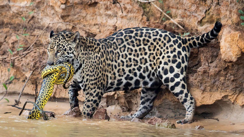 The Brazilian Pantanal wildlife boasts jaguars and anaconda