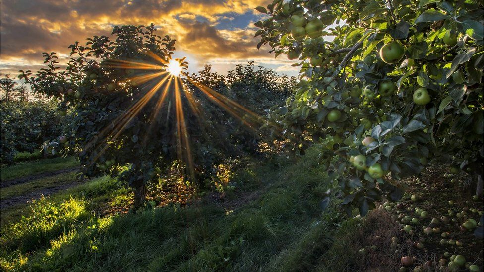 Sunrise shot in a bramley apple orchard near Richhill, County Armagh. The crop of ripe fruit is ready to be picked.