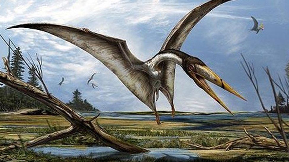 North African Alanqa pterosaur