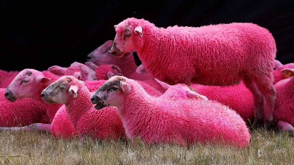 real pink animals