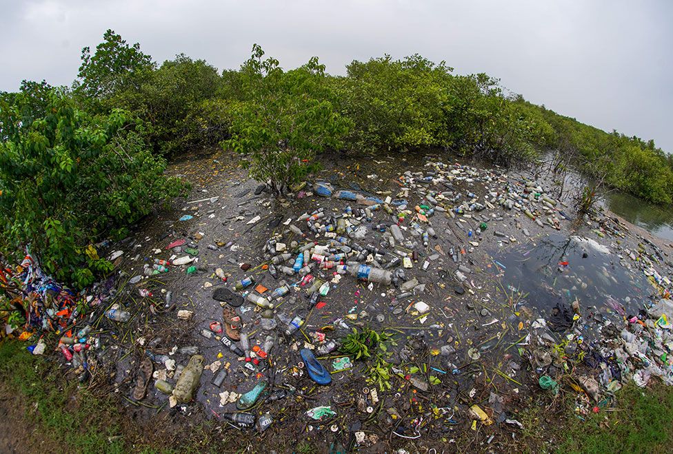 The Godavari mangrove forest in India strewn with plastic rubbish