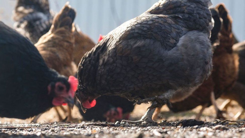 Casim Abbas, a mathematics professor at Michigan State University, feeds chickens at his small egg farm at his home in Williamston, Michigan, on February 8, 2023. - Due to the ongoing egg shortage and the rise in prices due to avian flu, some people in the US are turning to local farms and backyard operations to purchase their eggs. (Photo by Matthew Hatcher / AFP) (Photo by MATTHEW HATCHER/AFP via Getty Images)