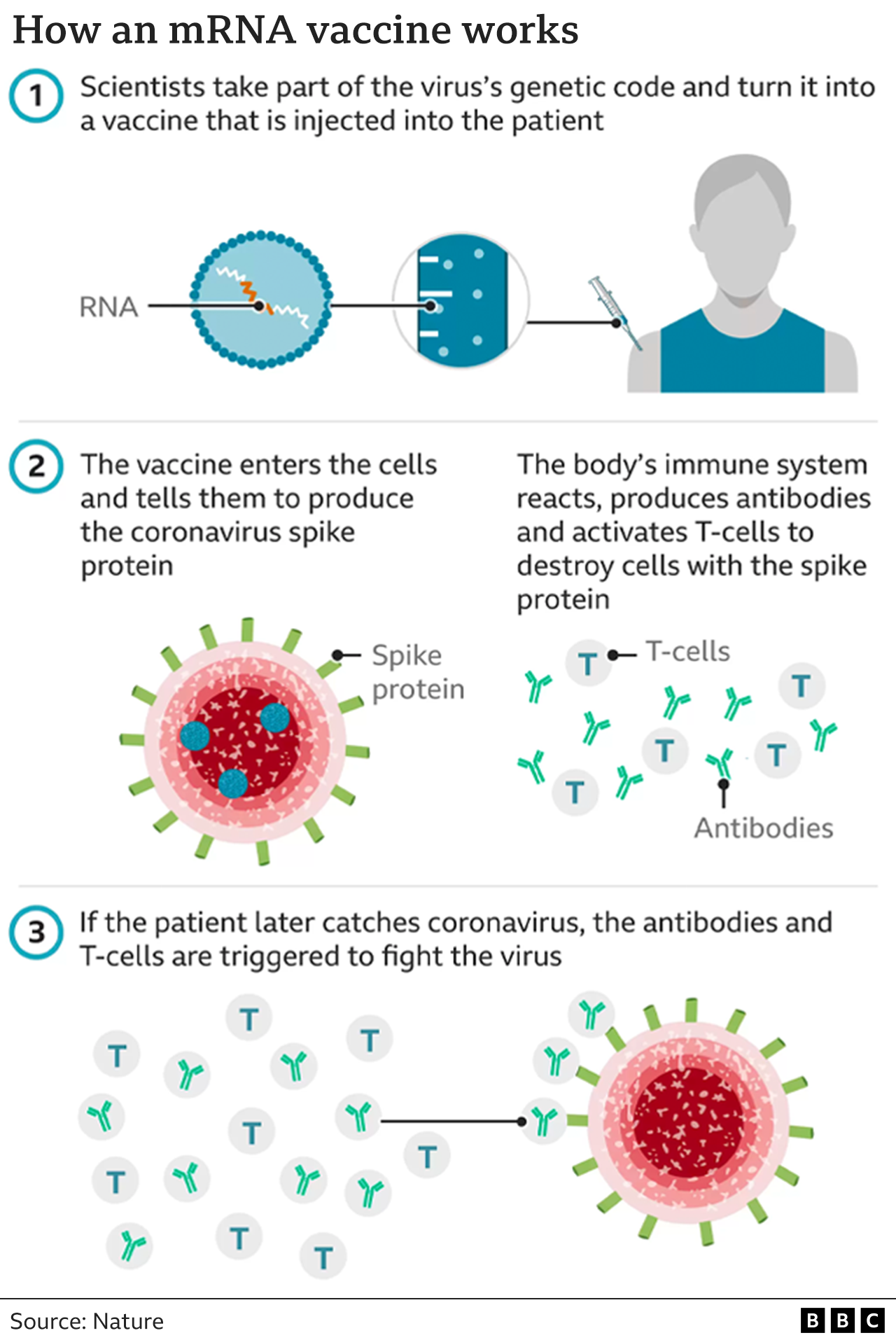 Nobel Prize goes to scientists behind mRNA Covid vaccines BBC News