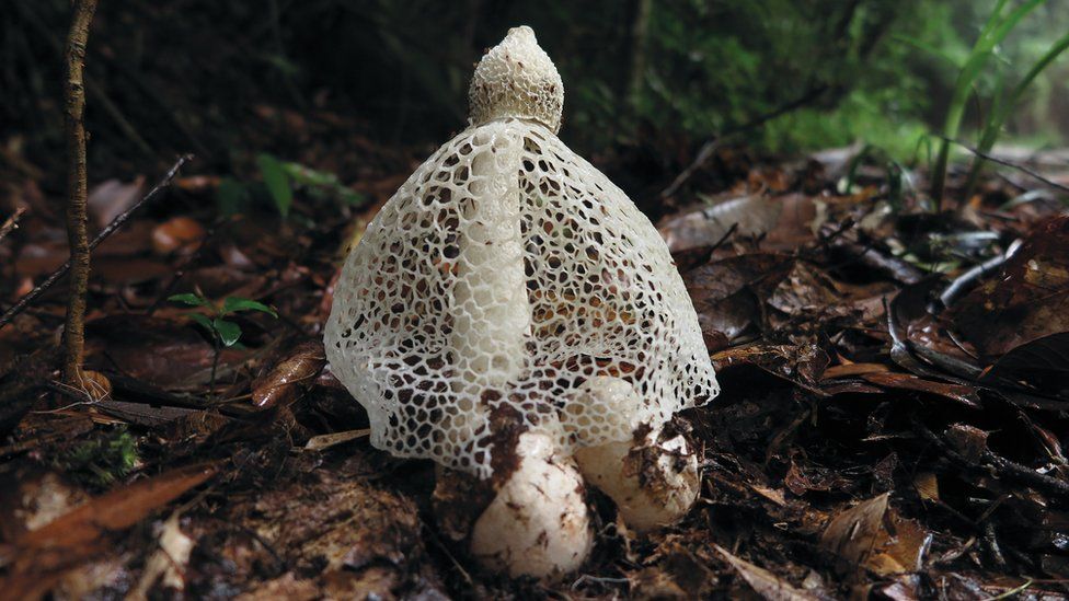 The secret life of fungi: Ten fascinating facts - BBC News