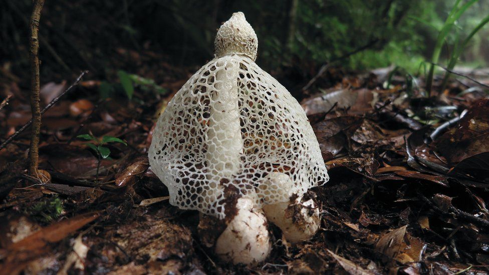 50 Fascinating Facts About Fungi 2024 S Ultimate Guide    103381691 Phallusindusiatusvent. Img 3356 Tai Huili 