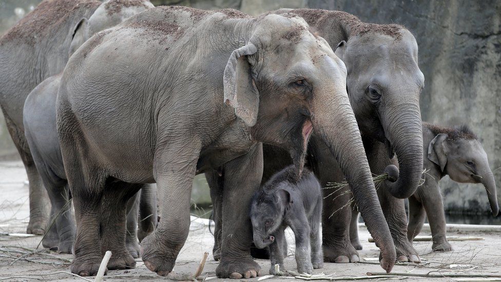 elephant newborn in company of adult elephants