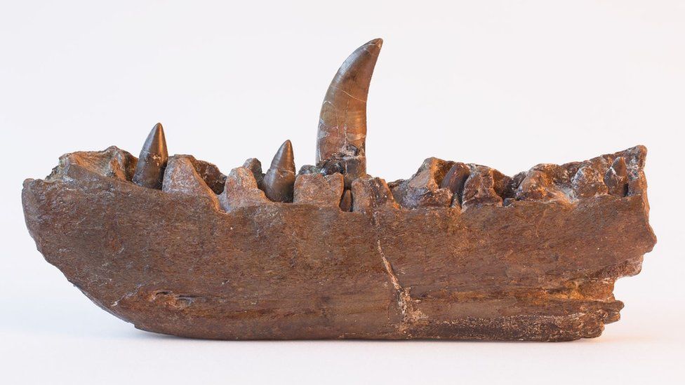 A partial jaw of Megalosaurus
