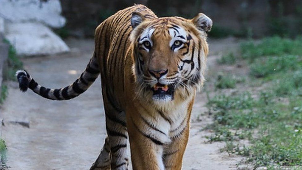 A Royal Bengal Tiger inside the National Zoological Park in New Delhi on March 1, 2023.