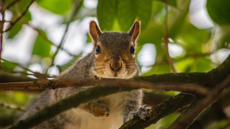 A squirrel in a tree in Brandon Hill Park in Bristol