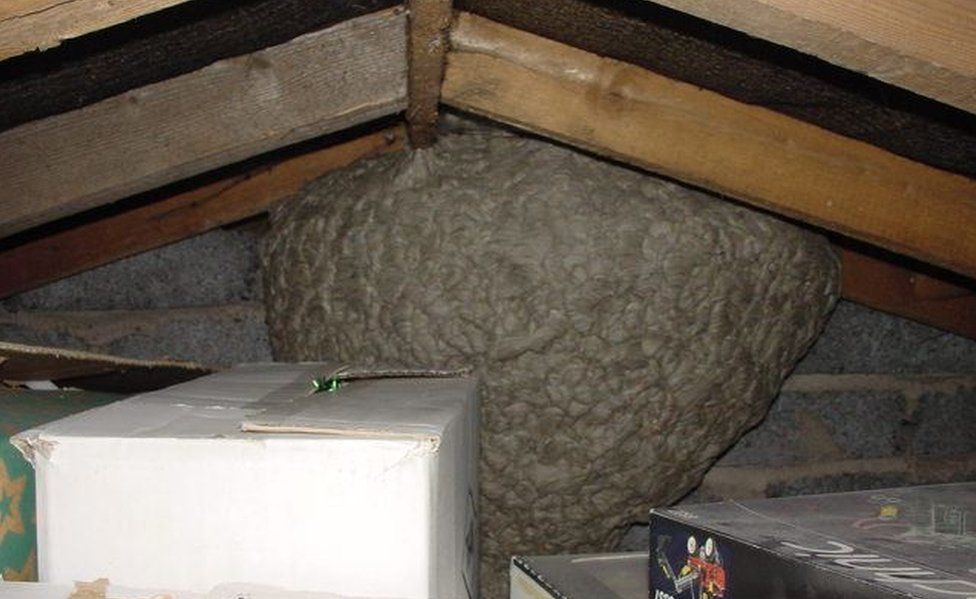 Wasp nest hanging from the rafters in Derrington
