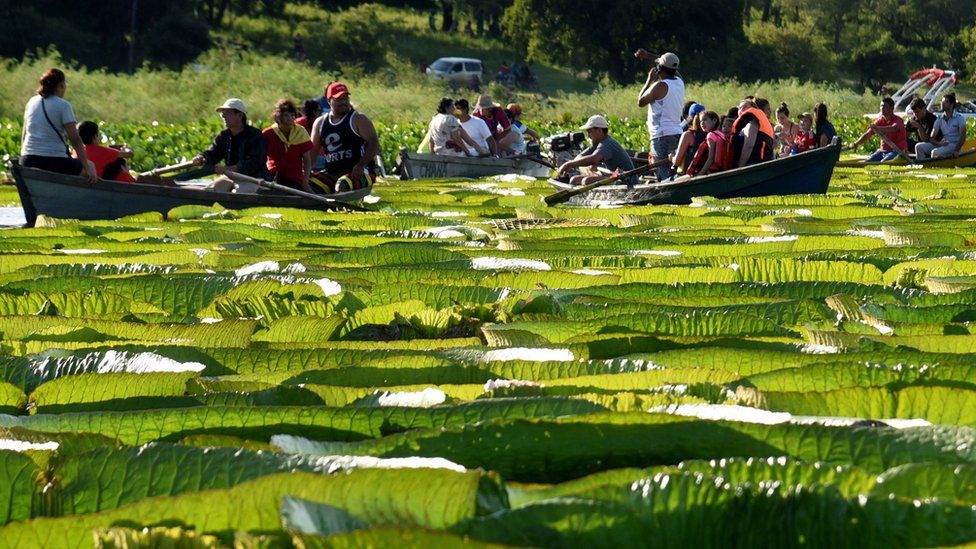People take boats to see giant water lilies near Salado River, 25km north of the capital Asunción.