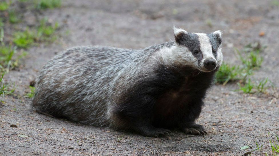 Spain: Badger thought to have found Roman treasure - BBC News