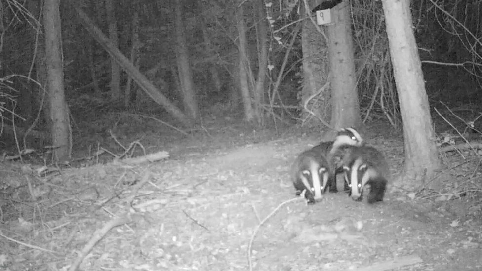 Badgers at night