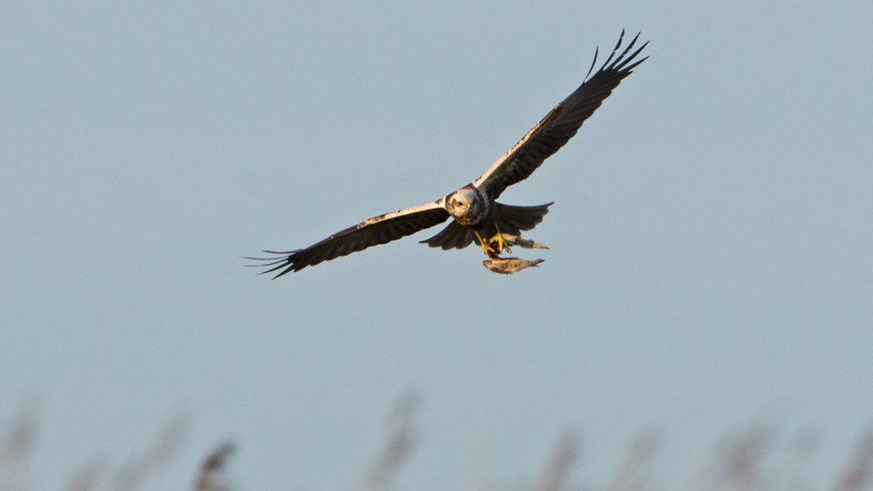 Marsh harrier flying over a reed bed with prey in its claws