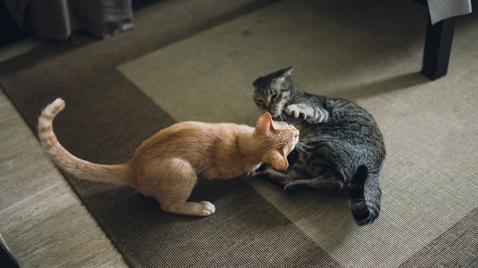 is-my-cat-playing-or-fighting-with-another-cat-bbc-newsround