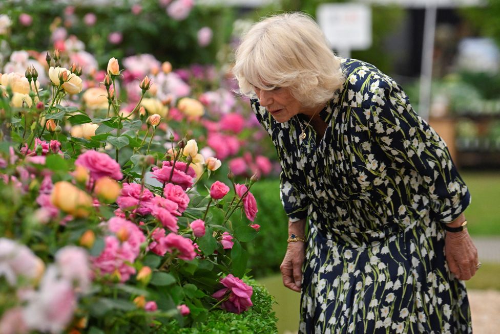 Королева Камилла нюхает цветы на выставке цветов в Челси в Лондоне, Великобритания, 22 мая 2023 года.