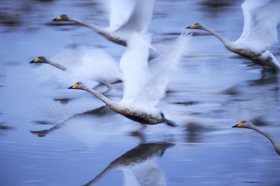 Swans fly through the air
