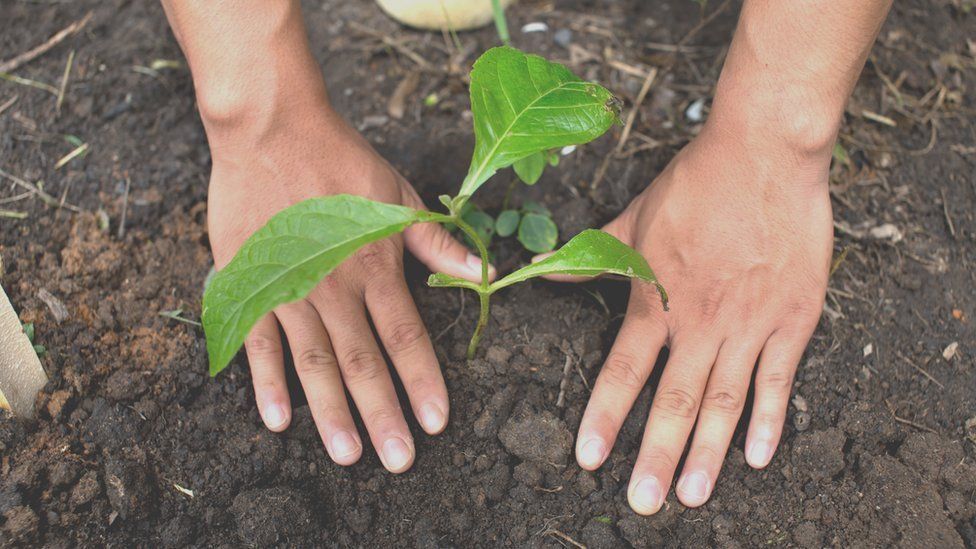 Let's talk Climate Change: Which trees absorb the most carbon