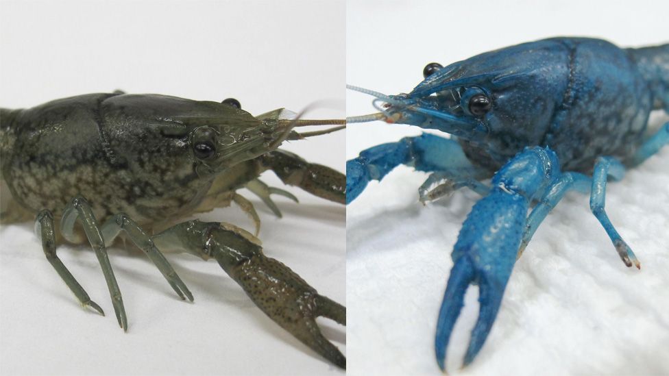 A split image of a grey marbled crayfish and blue marbled crayfish.