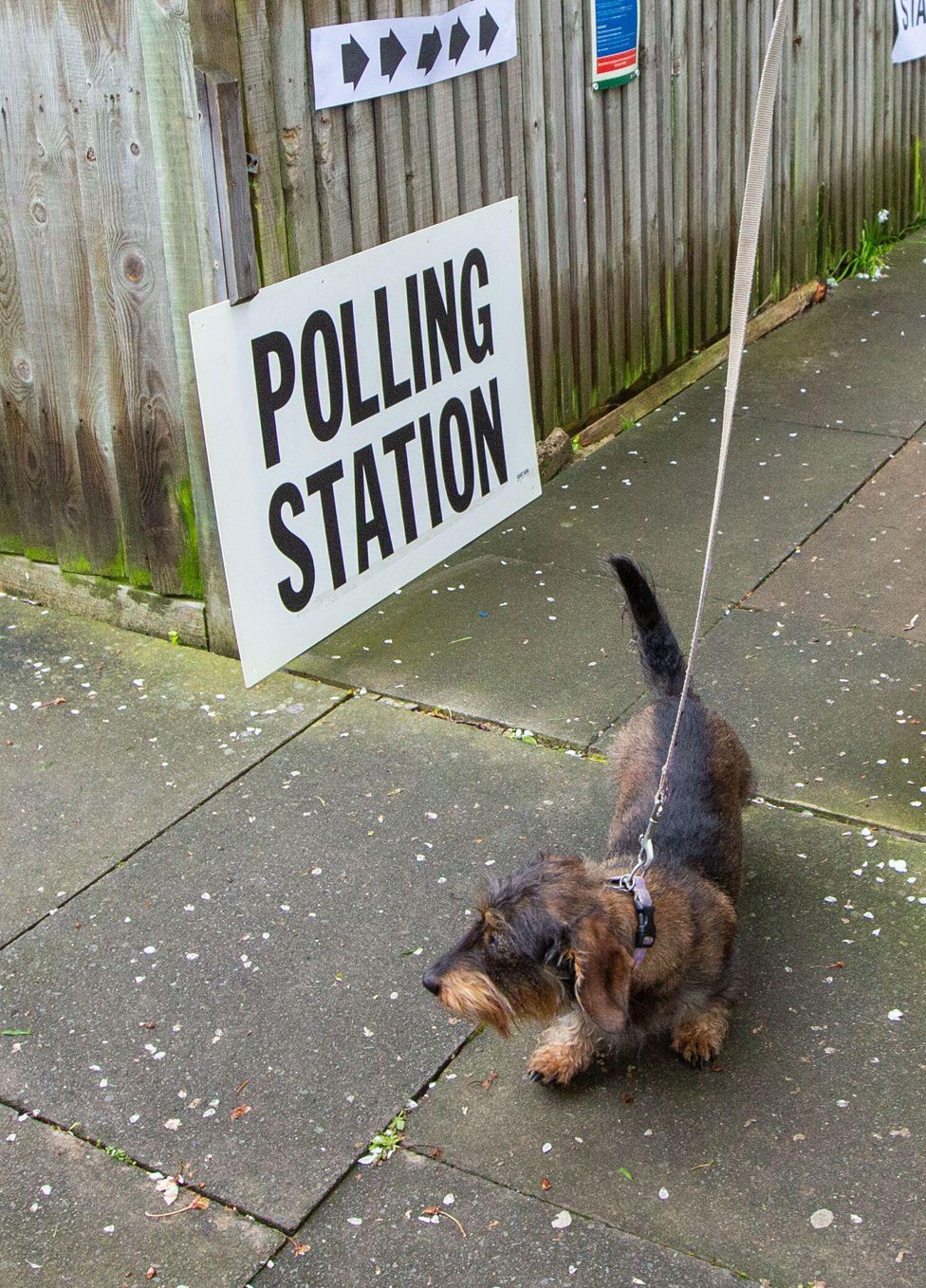 A dog at a polling station in north London at the local and London Mayoral election.