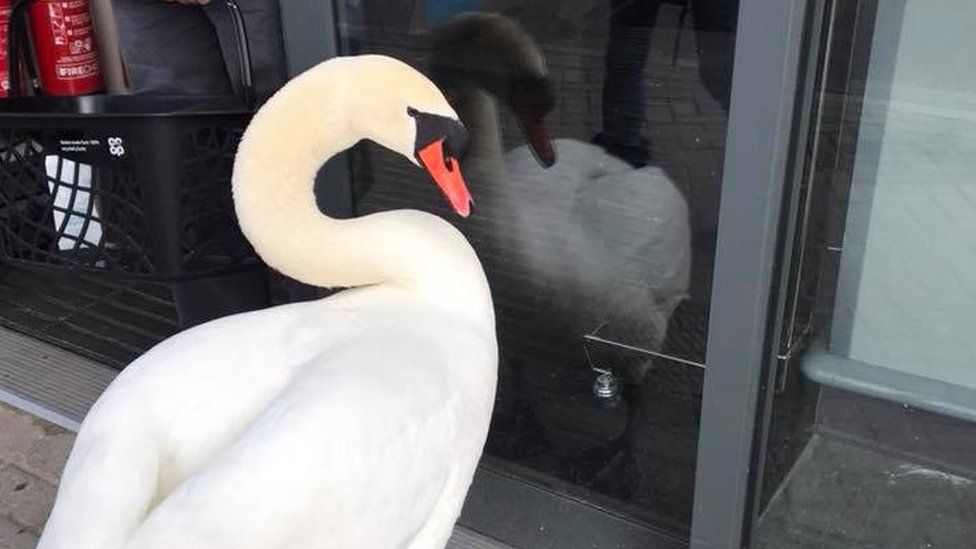 'Mr Swan' looking at his reflection