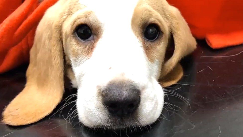 A beagle puppy called Winston bought from a puppy farm in Wales
