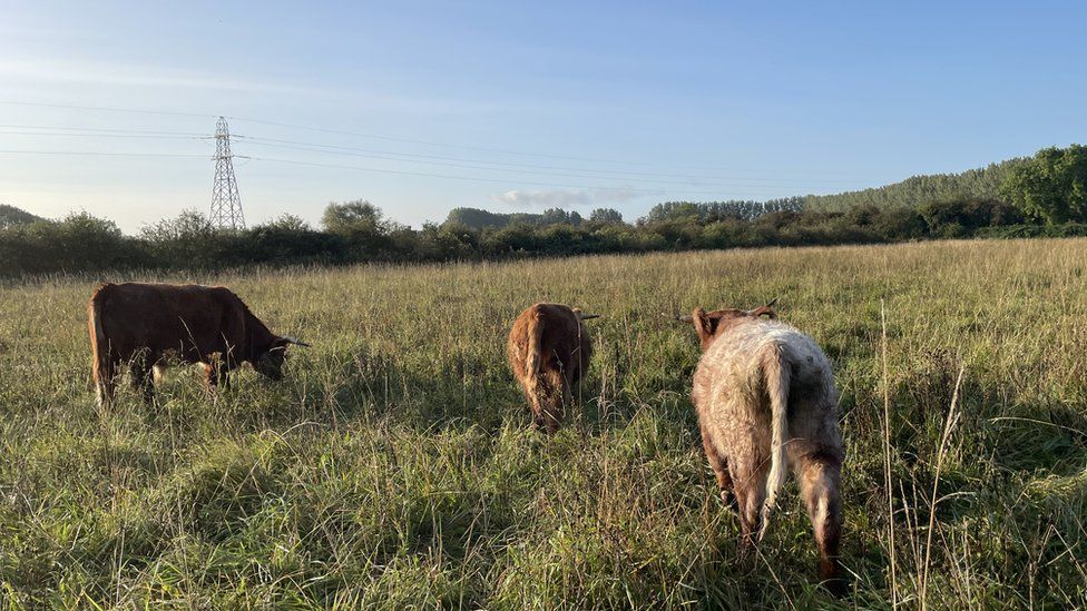 Three cows walk through the nature reserve