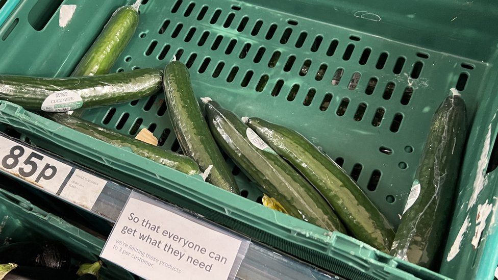 Almost-empty cucumber shelf in a supermarket, Feb 23, 2023