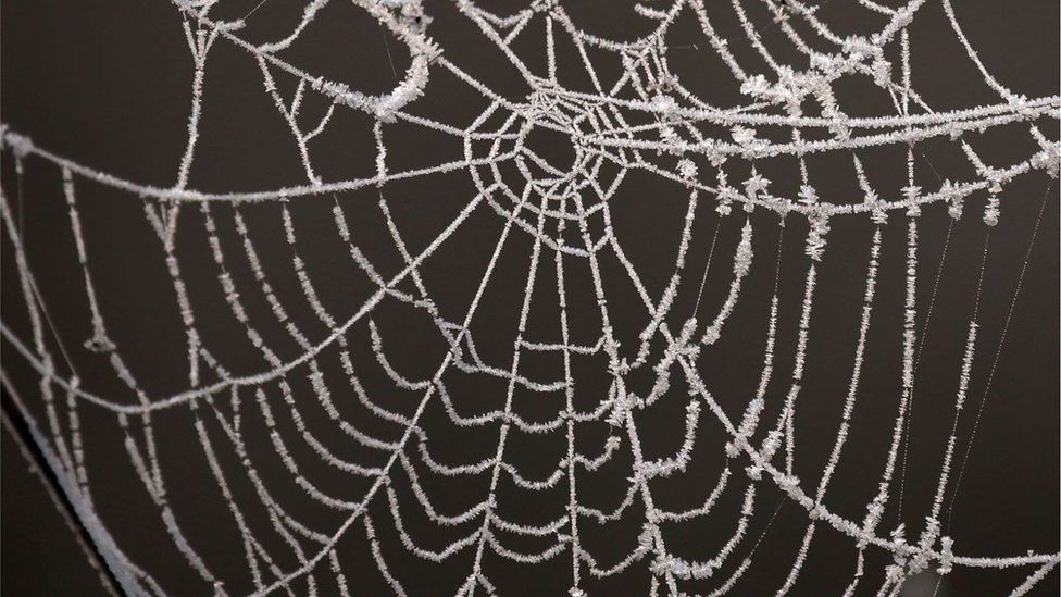 An icy spider's web