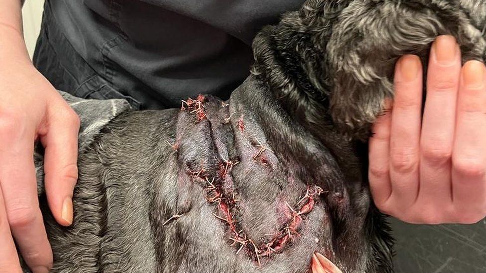 Pepper's stitches across his back