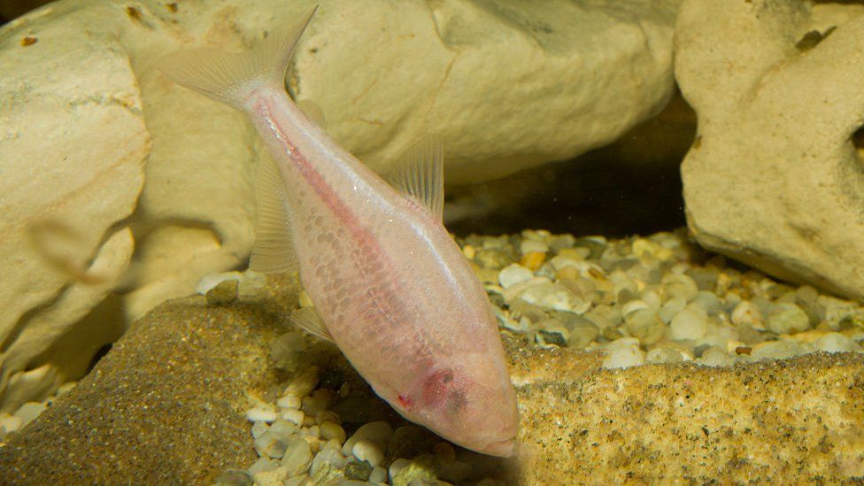 Blind cavefish , Anoptichthys jordani, Astyanax fasciatus mexicanus, Mexico, Underwater cave (Photo by Reinhard Dirscherl/ullstein bild via Getty Images)