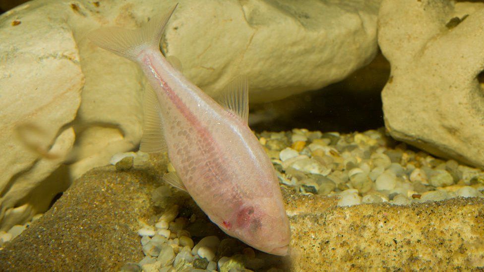 Слепая пещерная рыба, Anopichthys jordani, Astyanax fasciatus mexicanus, Мексика, подводная пещера (Фото Рейнхарда Диршерла/ullstein bild через Getty Images)