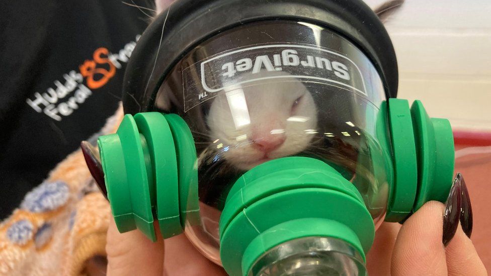 A cat is fitted with an oxygen mask