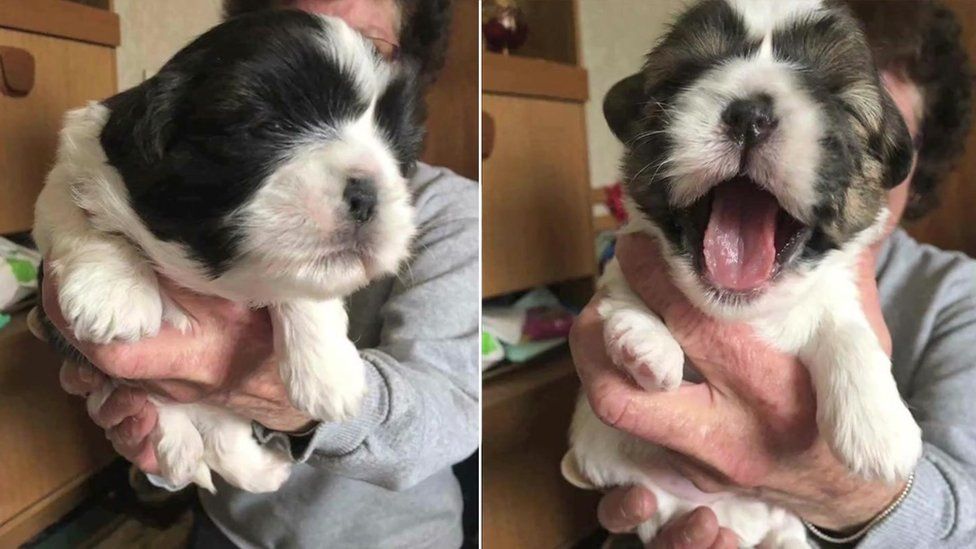 Puppies