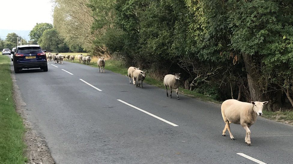 Sheep walking along a road with cars in the background