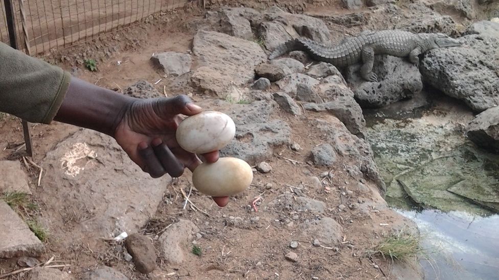A worker holding crocodile eggs