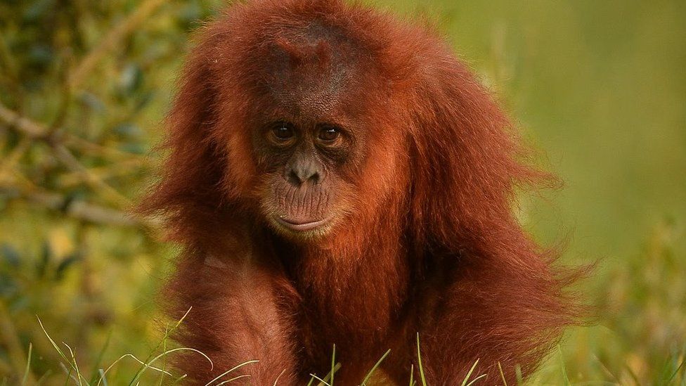 The Sumatran orangutan