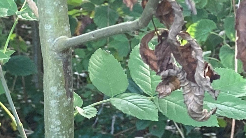 Ash welts on bark