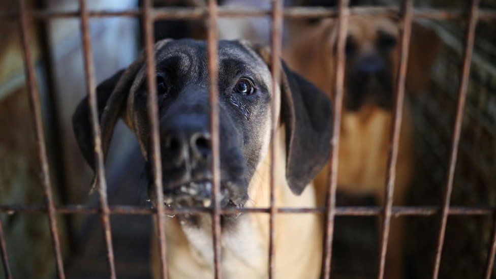 Dogs look on from their cage in a dog meat farm in South Korea