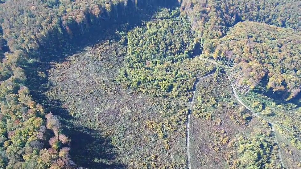 Drone footage of illegal logging in Romanian national park