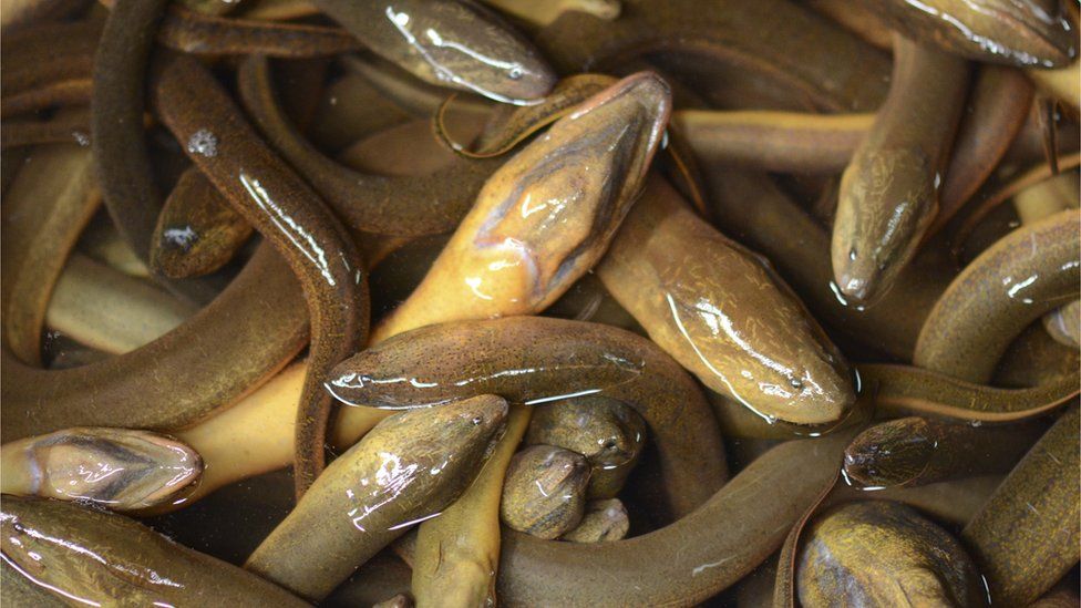 Pile of eels