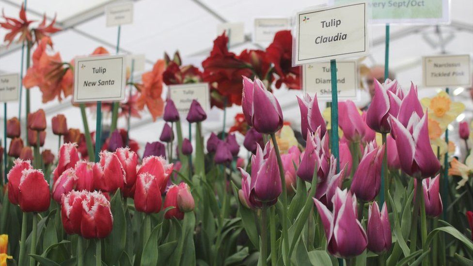 A selection of red and purple tulips
