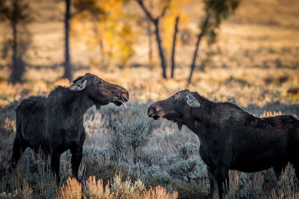 A moose blowing a raspberry at another moose